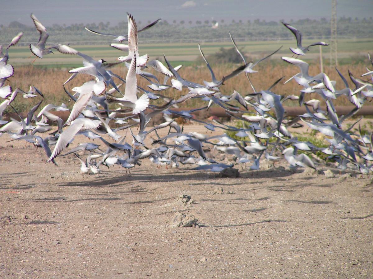 Jordan Valley Birding Lodge Kefar Ruppin Exterior foto